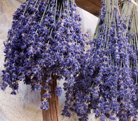Lavendel