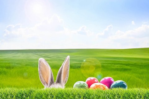 hase